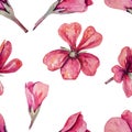 Seamless pattern with watercolour soft pink geranium. Royalty Free Stock Photo